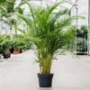 Areca Palm- Live Plant