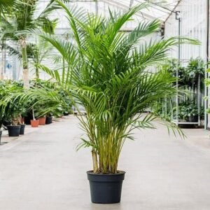 Areca Palm- Live Plant