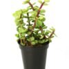 Jade Plant (Battan Bel)- Live Plant