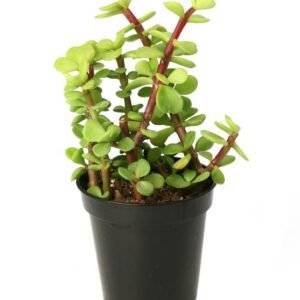 Jade Plant (Battan Bel)- Live Plant