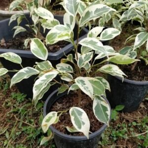 Ficus Compacta Variegated – Live Plant