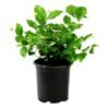 Arabian Jasmine Malli Bela Motiya Mogra – LivePlant