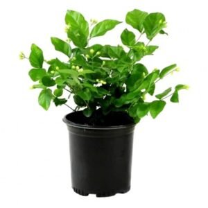 Arabian Jasmine Malli Bela Motiya Mogra – LivePlant