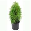 Morpankhi, Thuja Compacta – Live Plant