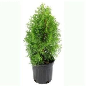 Morpankhi, Thuja Compacta – Live Plant