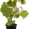 Grapes Green- Angoor Live Plant