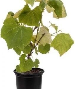 Grapes Green- Angoor Live Plant