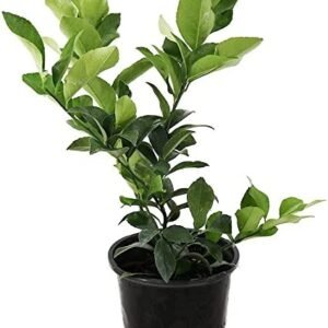Nimbu Barhmasi - Lemon Live Plant