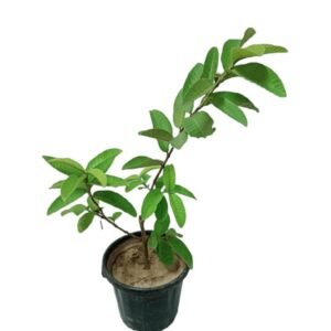 Amrud Sfeda (Guava) Live Plant