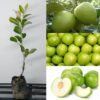 Thai Green Apple Ber- Live Plant