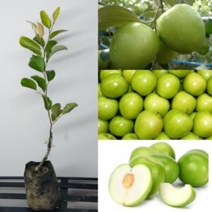 Thai Green Apple Ber- Live Plant