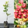 Thai Red Apple Ber-Live Plant