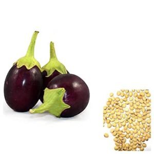 Brinjal Seeds